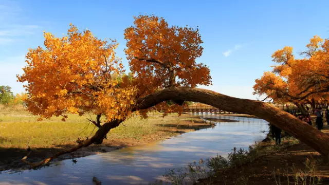 重慶到額濟納旗旅游
