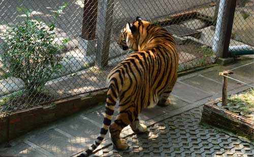 泰國清邁老虎園