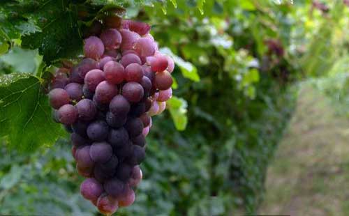 葡萄
